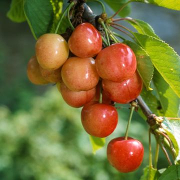 Sauerkirsche Rainier - Prunus cerasus