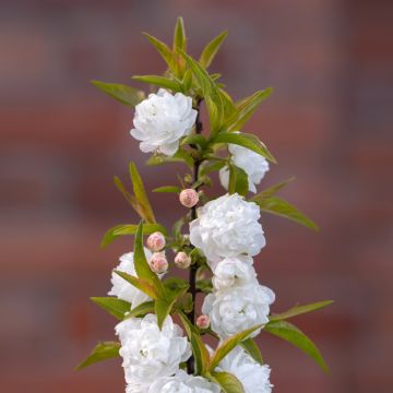 Drüsen-Kirsche Alba Plena - Prunus glandulosa