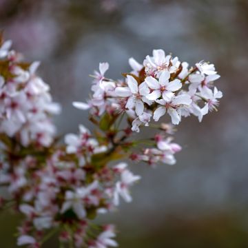 Zierkirsche Pandora - Prunus