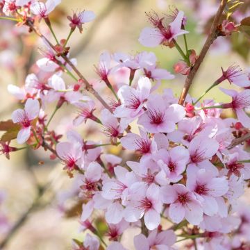 Hilliers Kirsche Spire - Prunus hillieri