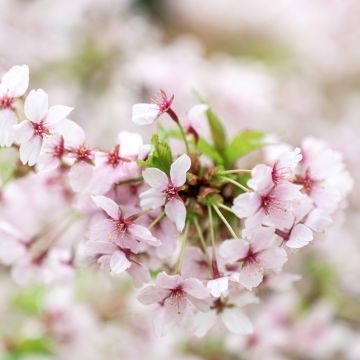 Kurilen-Kirsche Brillant - Prunus nipponica var. kurilensis