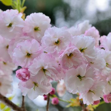 Zierkirsche Shirofugen - Prunus serrulata