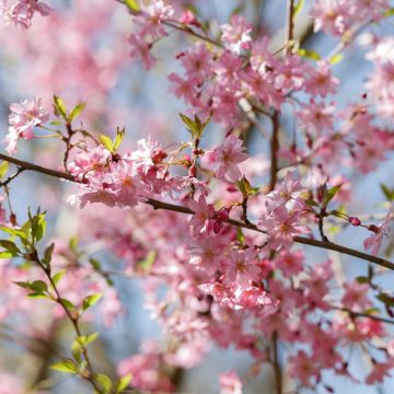 Cerisier à fleurs - Prunus subhirtella Fukubana