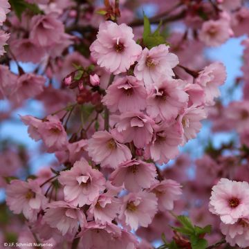 Zierkirsche First Blush - Prunus