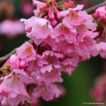 Zierkirsche Pink Cascade - Prunus