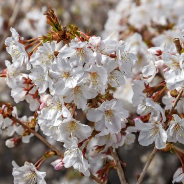 Cerisier à fleurs du Japon nain - Prunus incisa Mikinori