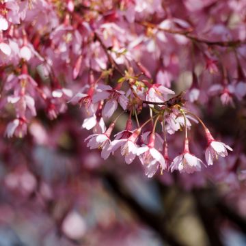 Fuji-Kirsche Paean - Prunus incisa