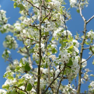 Zierkirsche Sunset Boulevard - Prunus serrulata