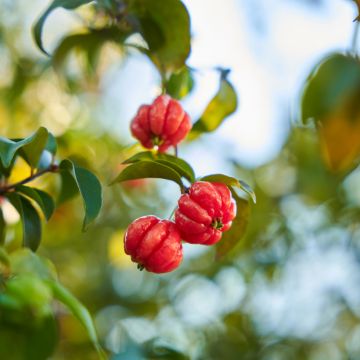 Eugenia uniflora - Eugenie