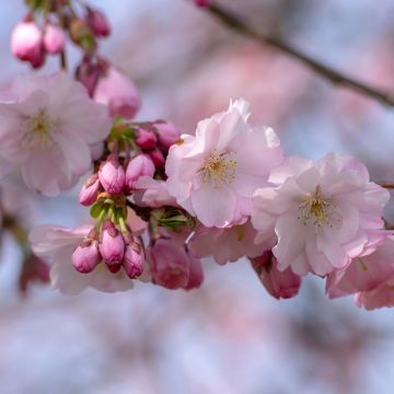 Zierkirsche Accolade - Prunus