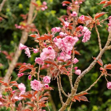 Zierkirsche Royal Burgundy - Prunus serrulata