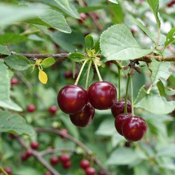 Sauerkirsche Guindoux des Charentes Bio - Prunus cerasus