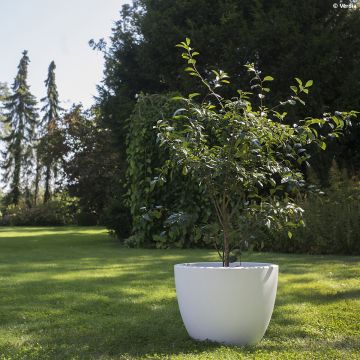 Sauerkirsche Fruitality Cherry Baby (‘Porthos’) - Prunus cerasus