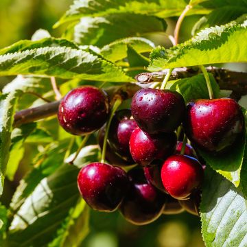 Sauerkirsche Fruit Me Cherry Me Lapins - Prunus cerasus