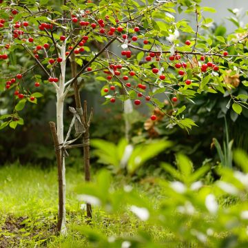 Sauerkirsche Fruit Me Cherry Me - Prunus cerasus