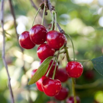 Sauerkirsche Griotella Frumi - Prunus cerasus