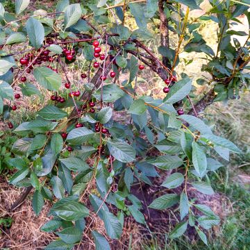 Süßkirsche Piemont - Prunus avium