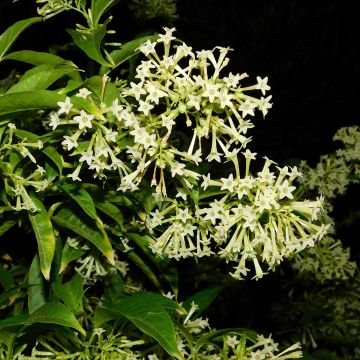 Cestrum nocturnum - Hammerstrauch