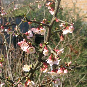 Chaenomeles cathayensis - Großfrüchtige Zierquitte