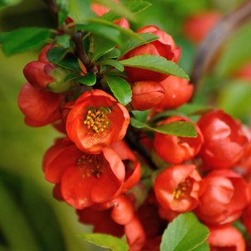 Japanische Zierquitte Orange Beauty - Chaenomeles japonica