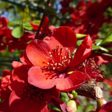 Japanische Zierquitte Sargentii - Chaenomeles japonica