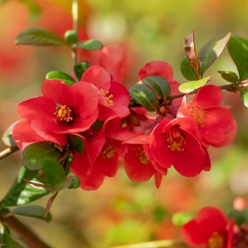 Japanische Zierquitte - Chaenomeles japonica