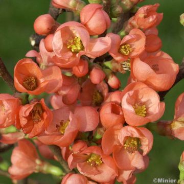 Zierquitte Friesdorfer - Chaenomeles speciosa