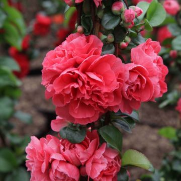 Zierquitte Pink Storm - Chaenomeles speciosa