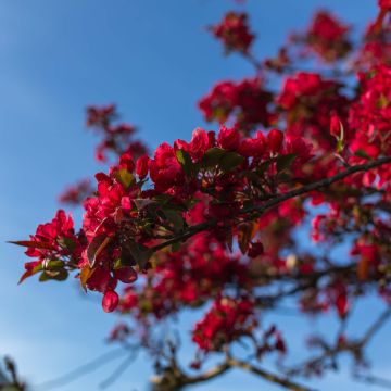 Cognassier du Japon Rubra - Chaenomeles speciosa