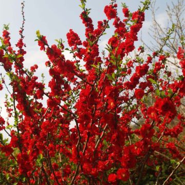 Zierquitte Scarlet Storm - Chaenomeles speciosa