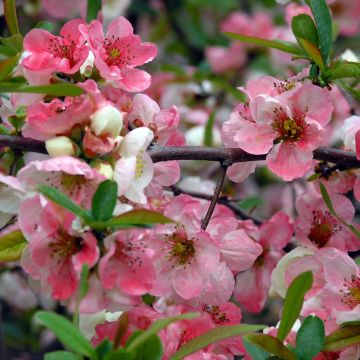 Zierquitte Toyo-Nishiki - Chaenomeles speciosa