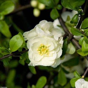 Cognassier du Japon Yukigoten  - Chaenomeles speciosa