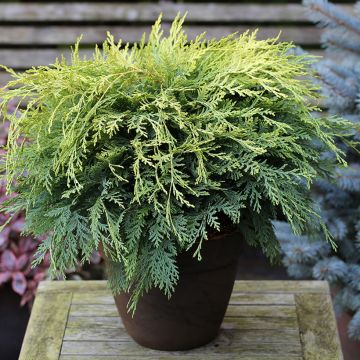 Chamaecyparis lawsoniana Sunkist