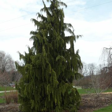 Chamaecyparis nootkatensis Pendula