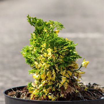 Chamaecyparis obtusa Baldwin Variegated