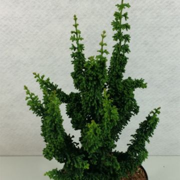 Chamaecyparis obtusa Chirimen