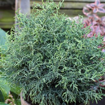 Chamaecyparis obtusa Lycopodioides - Faux cyprès hinoki du Japon