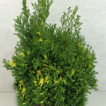 Chamaecyparis obtusa Saffron Spray