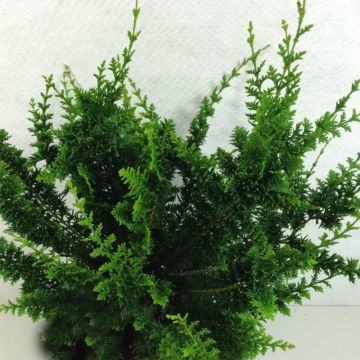 Chamaecyparis obtusa Teddy Bear