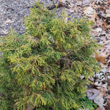 Faux cyprès du Japon - Chamaecyparis obtusa Tsatsumi Gold               