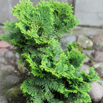 Chamaecyparis obtusa Contorta