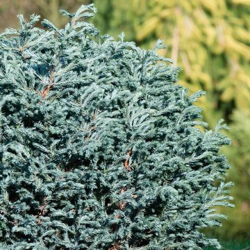 Chamaecyparis pisifera Blue Moon