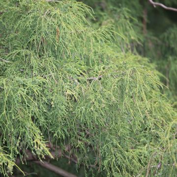 Cyprès Sawara - Chamaecyparis pisifera Filifera                