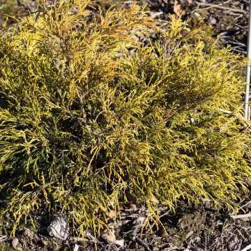 Cyprès Sawara - Chamaecyparis pisifera Sungold                  