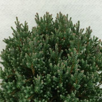 Chamaecyparis thyoides Blue Rock