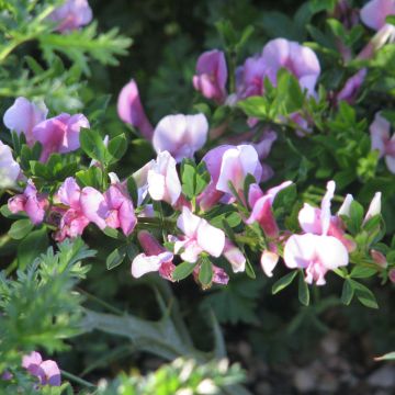 Chamaecytisus purpureus - Purpurroter Geißklee