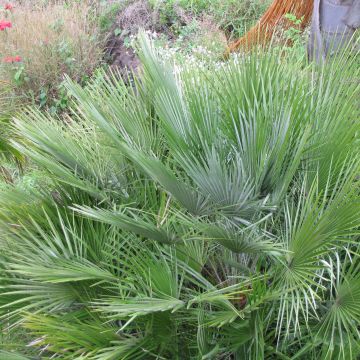 Chamaerops humilis Compacta - Zwergpalme