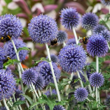 Blaue Kugeldistel - Echinops ritro