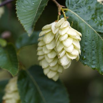 Europäische Hopfenbuche - Ostrya carpinifolia