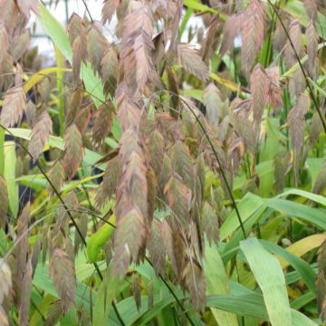 Chasmanthium latifolium - Plattähren-Gras